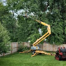 Best Tree Health Inspection  in Brackettville, TX