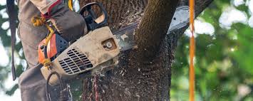 Best Tree Removal Service  in Brackettville, TX