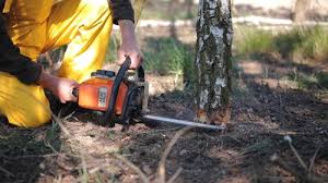 Reliable Brackettville, TX  Tree Services Solutions