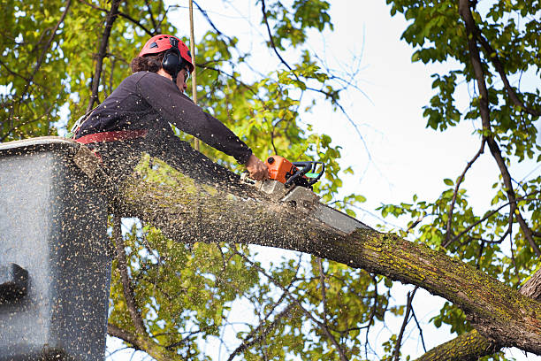 Best Lawn Mowing Services  in Brackettville, TX