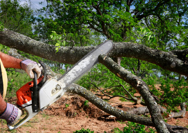 Best Storm Damage Tree Cleanup  in Brackettville, TX